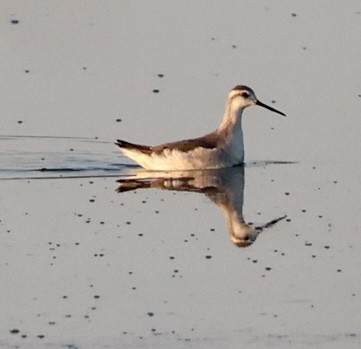 hvithalesvømmesnipe - ML485577621