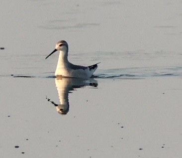 Wilson's Phalarope - Kim Abplanalp