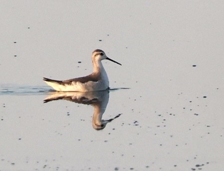 Falaropo Tricolor - ML485577671