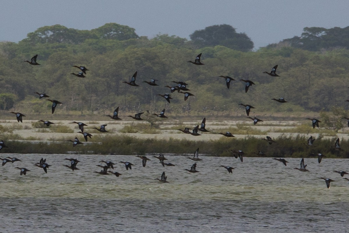 Blue-winged Teal - ML485577841