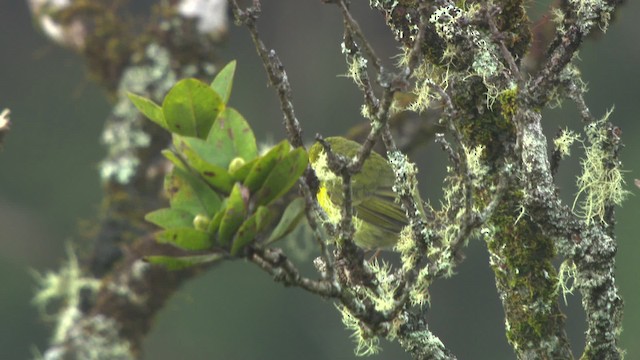 Gelbkleidervogel - ML485578