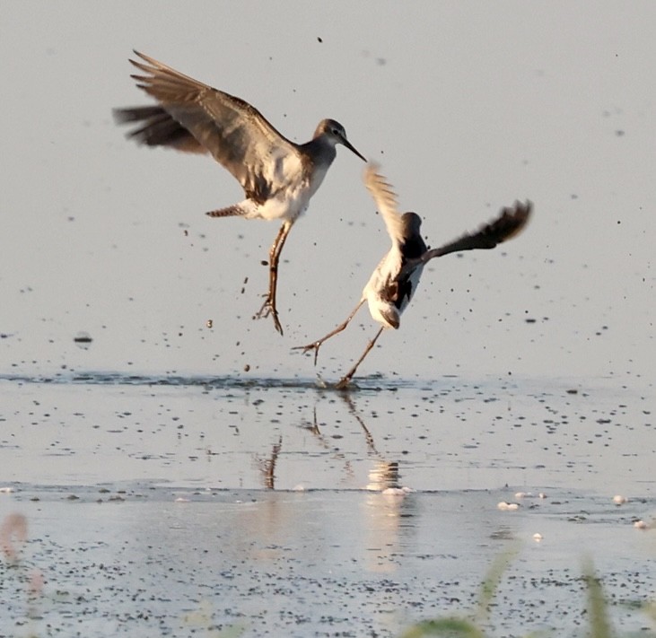 Lesser Yellowlegs - ML485578391