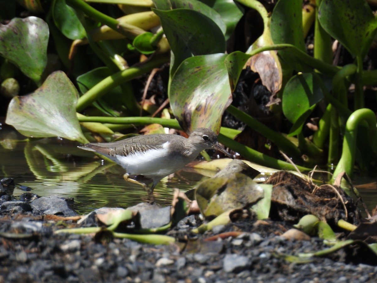 Spotted Sandpiper - ML485580471