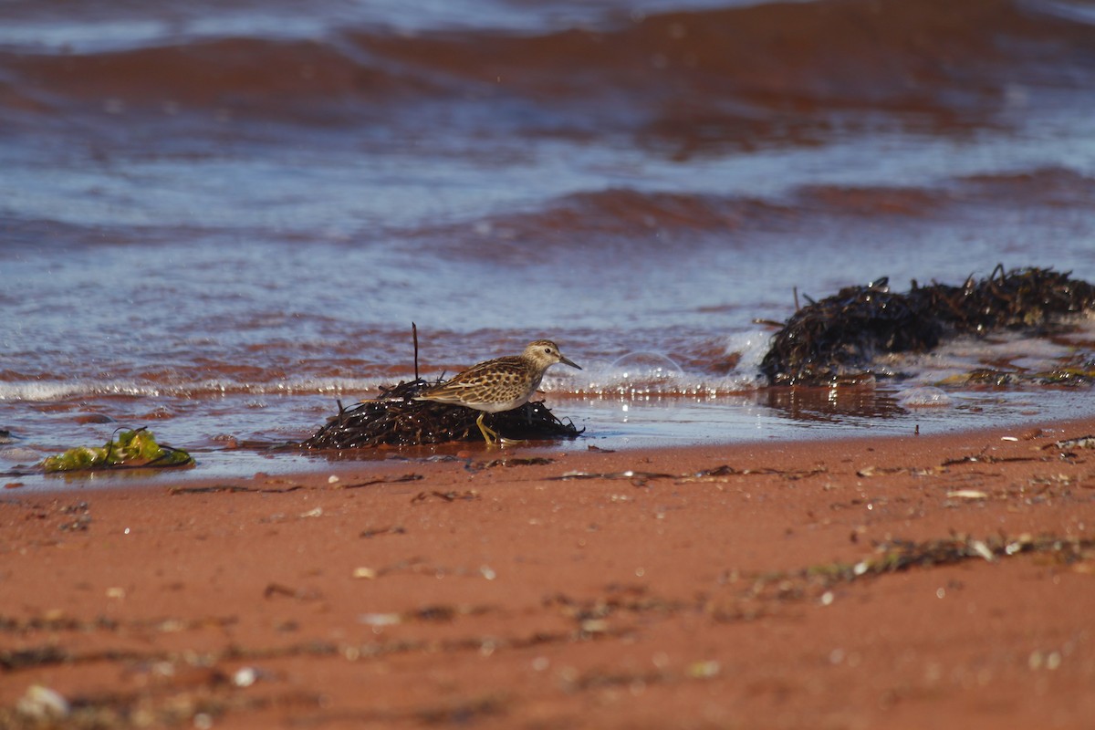 Least Sandpiper - ML485580951