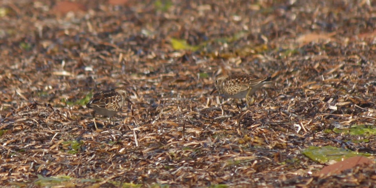Least Sandpiper - ML485581101