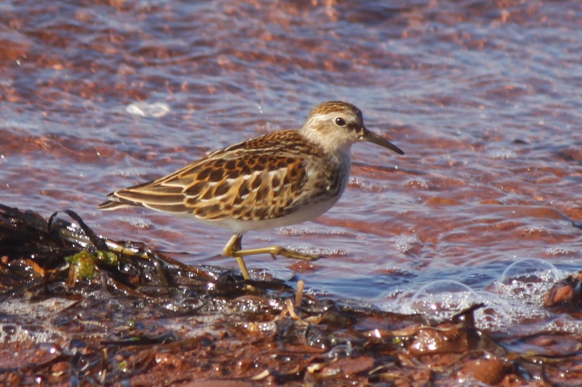 Least Sandpiper - ML485581201