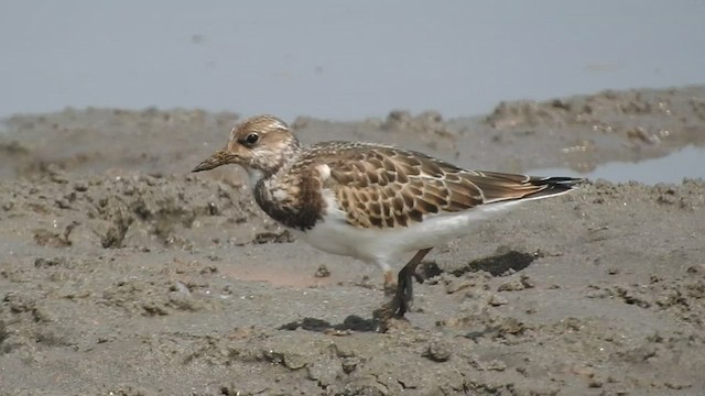 Ruddy Turnstone - ML485581641