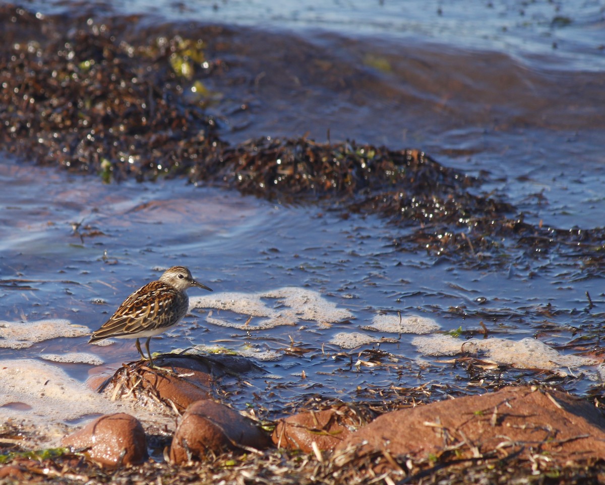 Least Sandpiper - ML485581671
