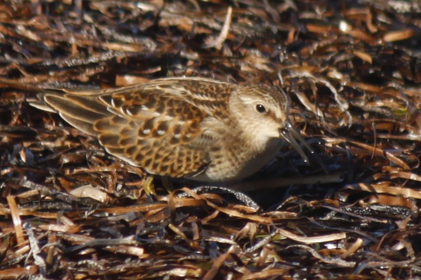 Least Sandpiper - ML485581831