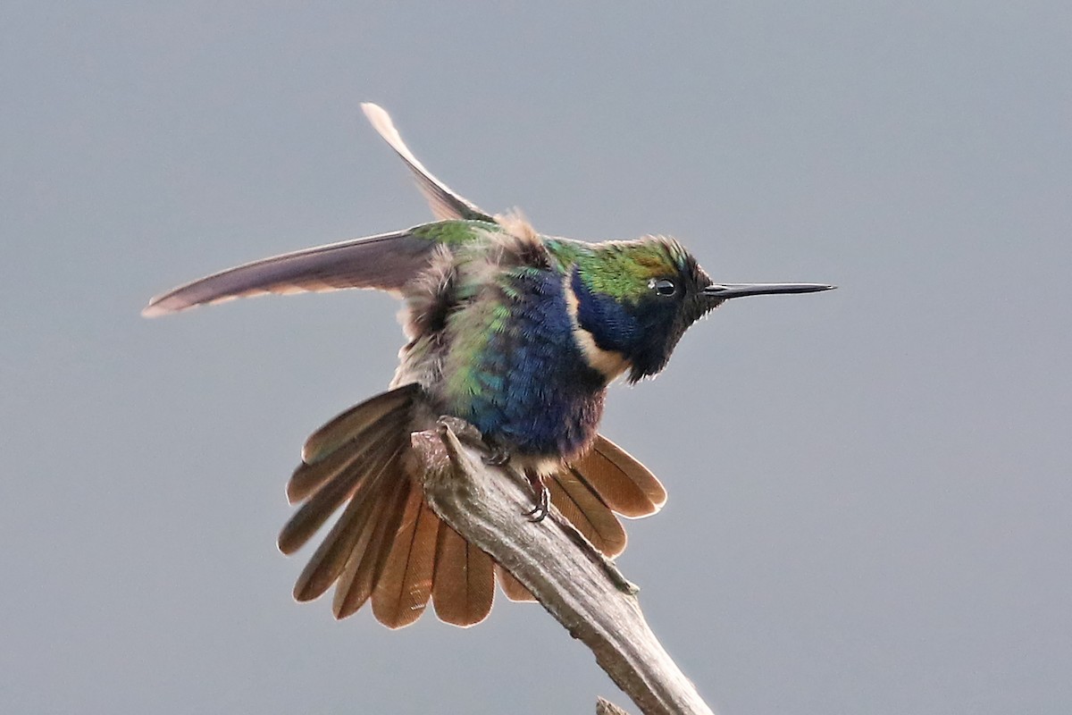 kolibřík čabrakový - ML485582181