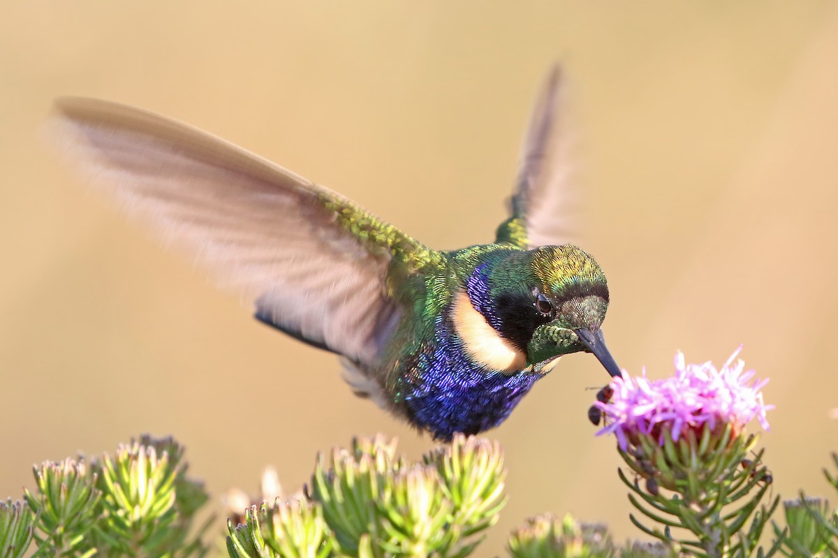 kolibřík čabrakový - ML485582191
