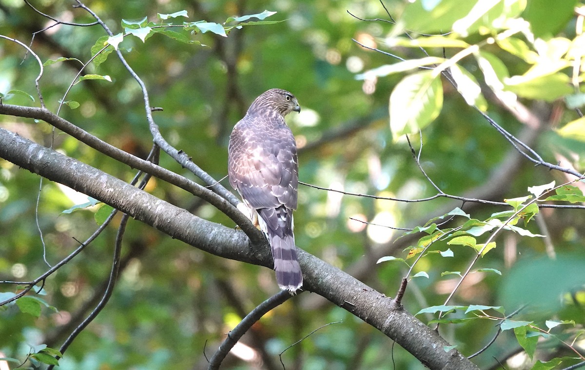 クーパーハイタカ - ML485582651