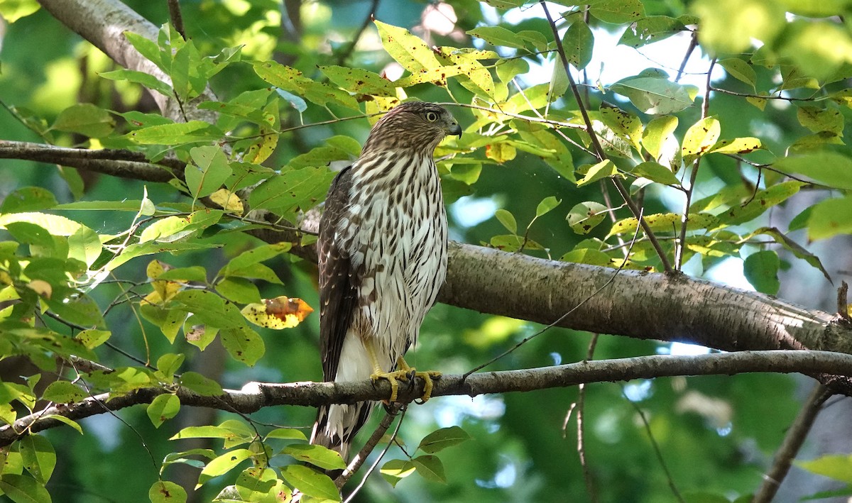 クーパーハイタカ - ML485582661