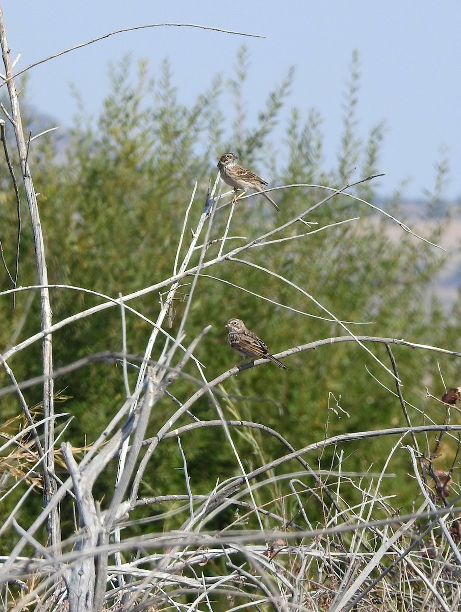 Vesper Sparrow - ML485585591