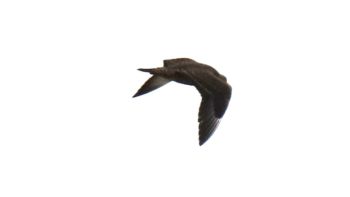 Parasitic Jaeger - ML485586171