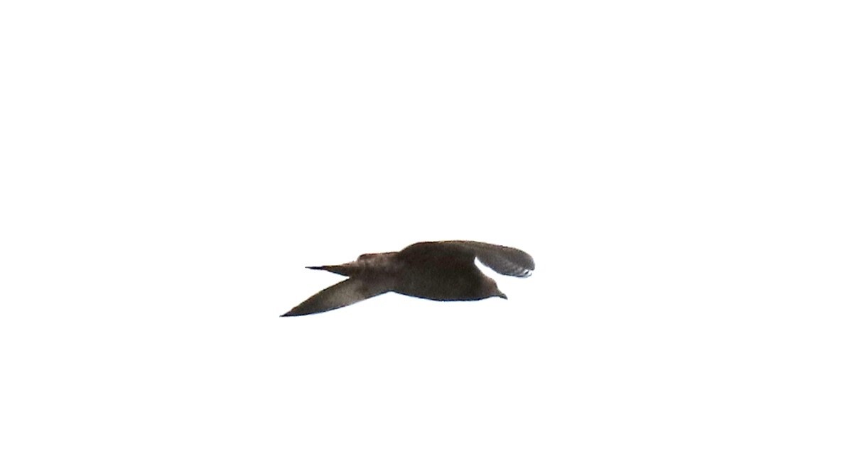 Parasitic Jaeger - ML485586191