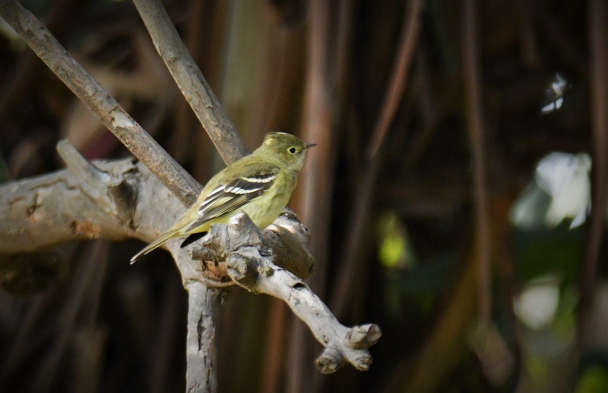 White-crested Elaenia - ML485587311