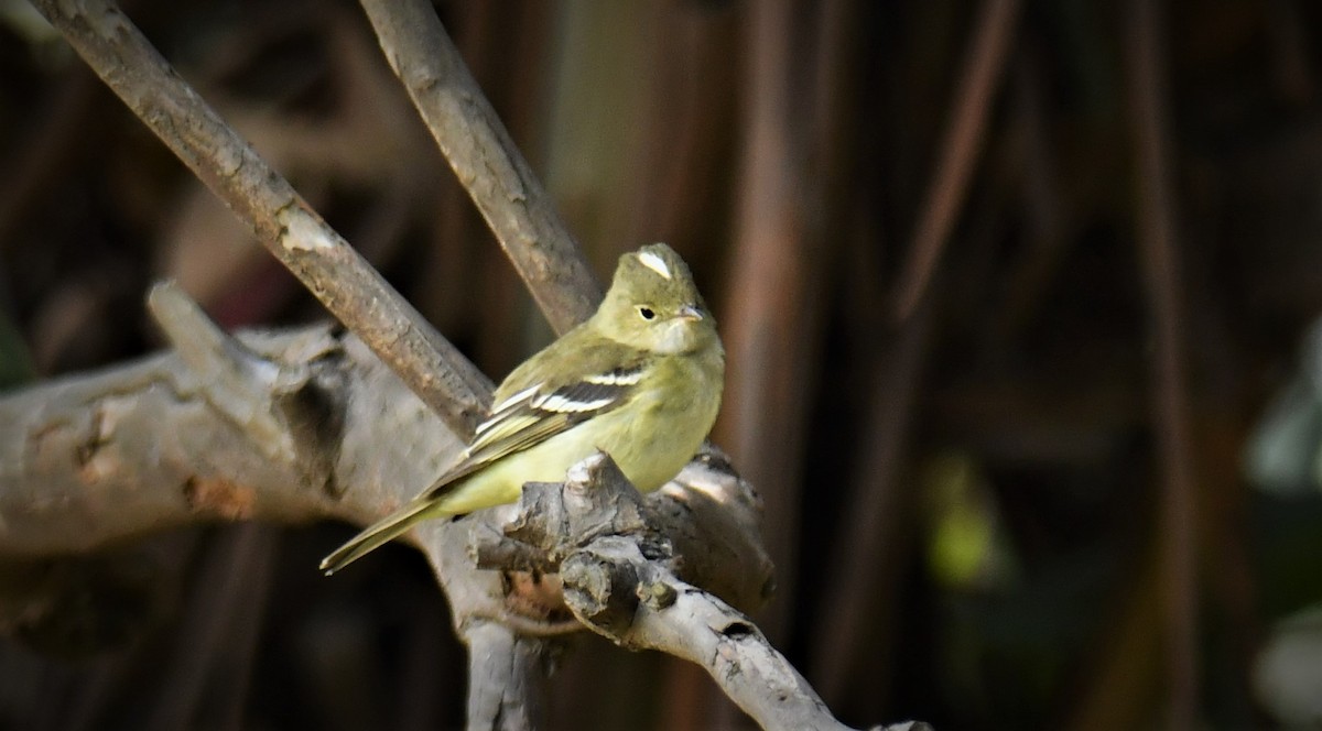 White-crested Elaenia - ML485587321