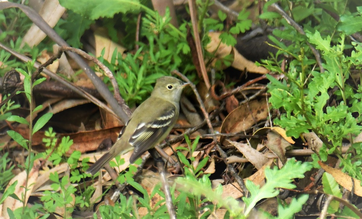 White-crested Elaenia - ML485587331