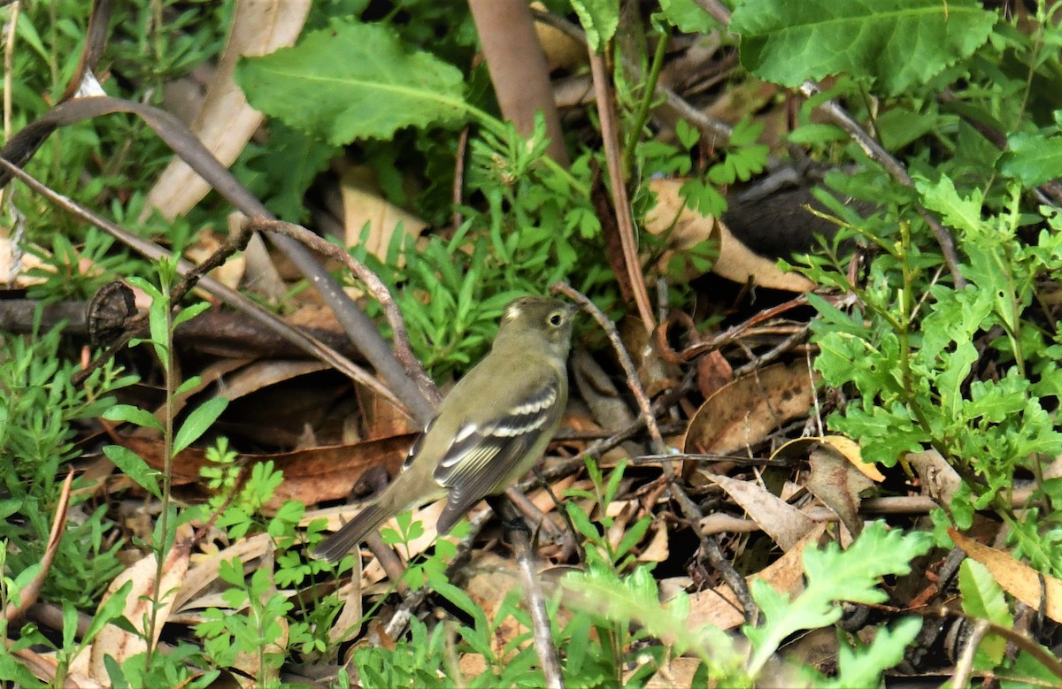 White-crested Elaenia - ML485587351