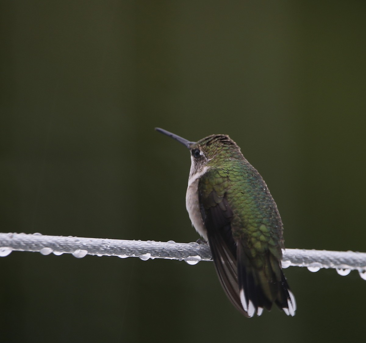 Ruby-throated Hummingbird - ML485587981