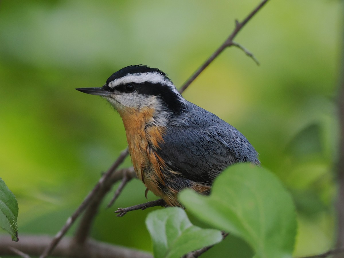 Red-breasted Nuthatch - ML485590411