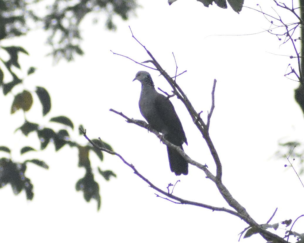 Nilgiri Wood-Pigeon - Surya Raghavendar