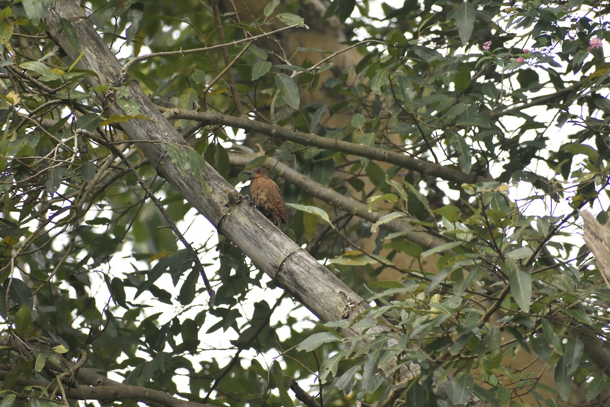 Rufous Woodpecker - ML485593541