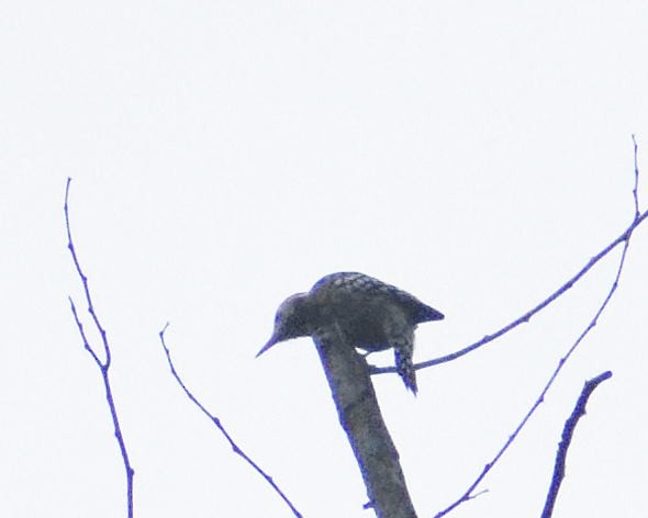 Brown-capped Pygmy Woodpecker - ML485593561