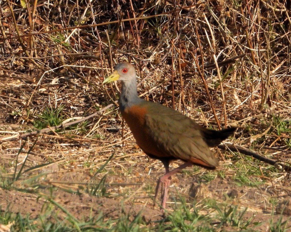 Gray-cowled Wood-Rail - ML485593641