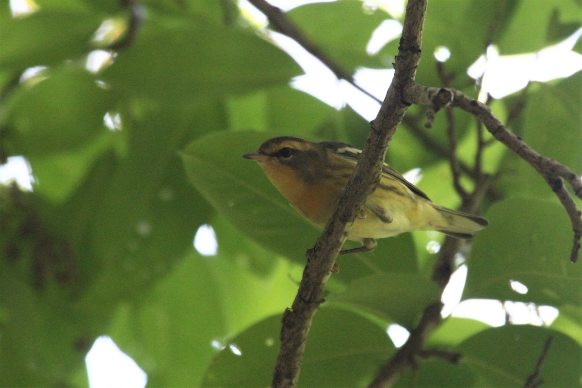 Blackburnian Warbler - David Bailey