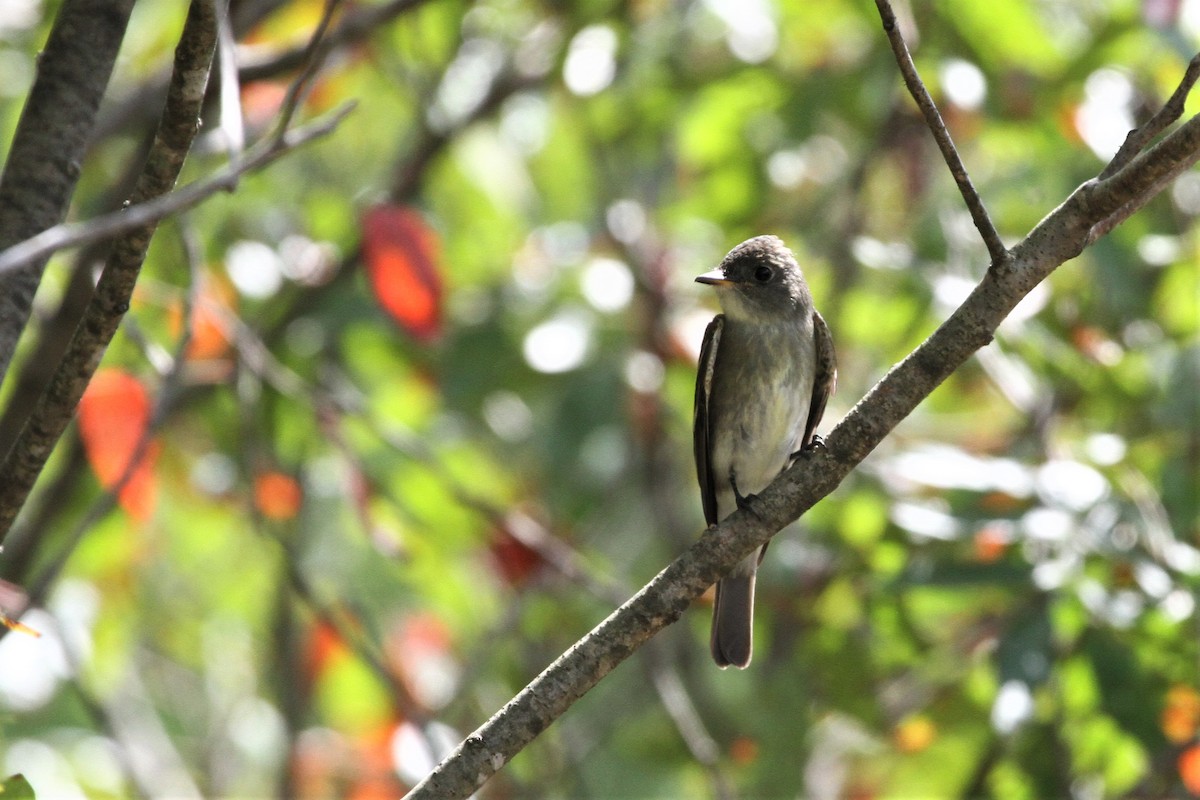 Eastern Wood-Pewee - ML485593761