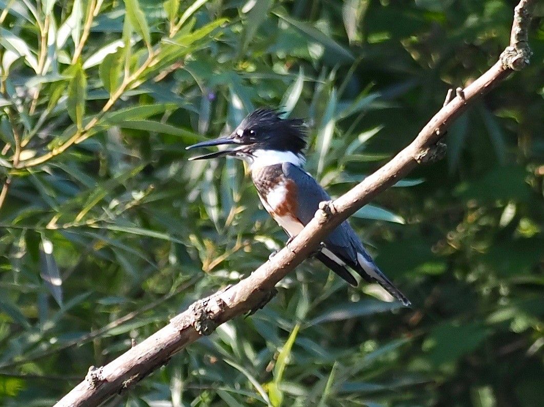 Belted Kingfisher - ML485594291