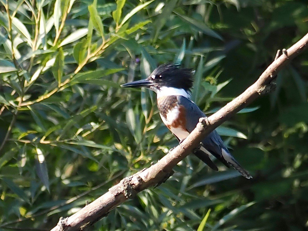 Belted Kingfisher - ML485594301
