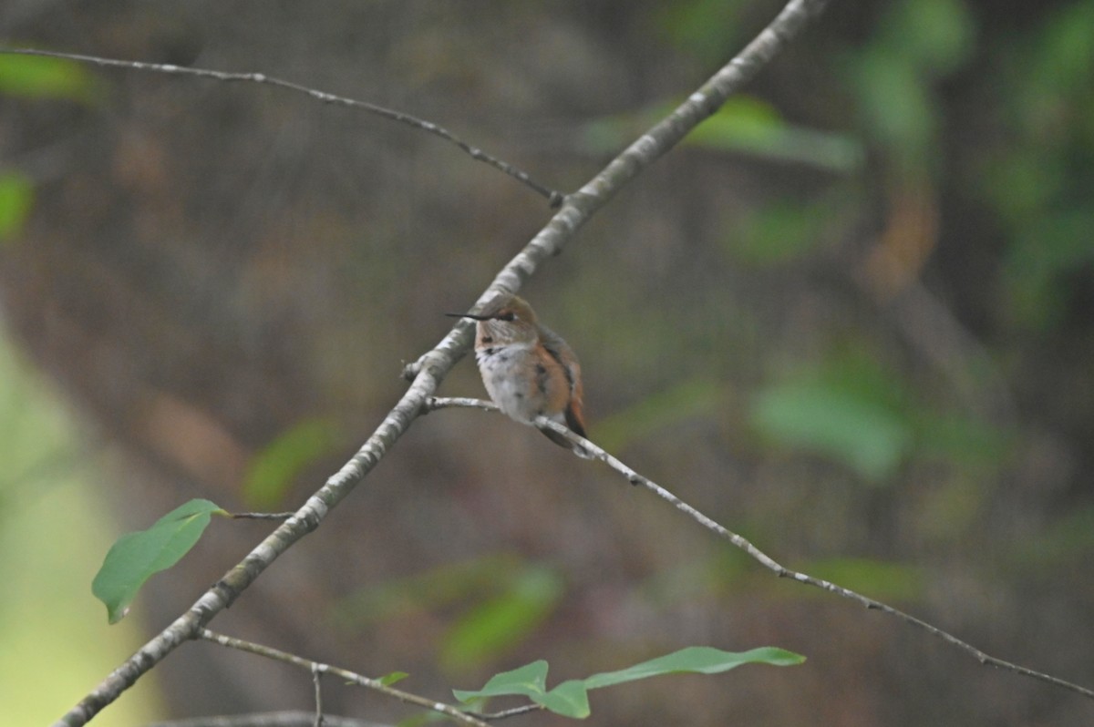 Rufous/Allen's Hummingbird - ML485594701