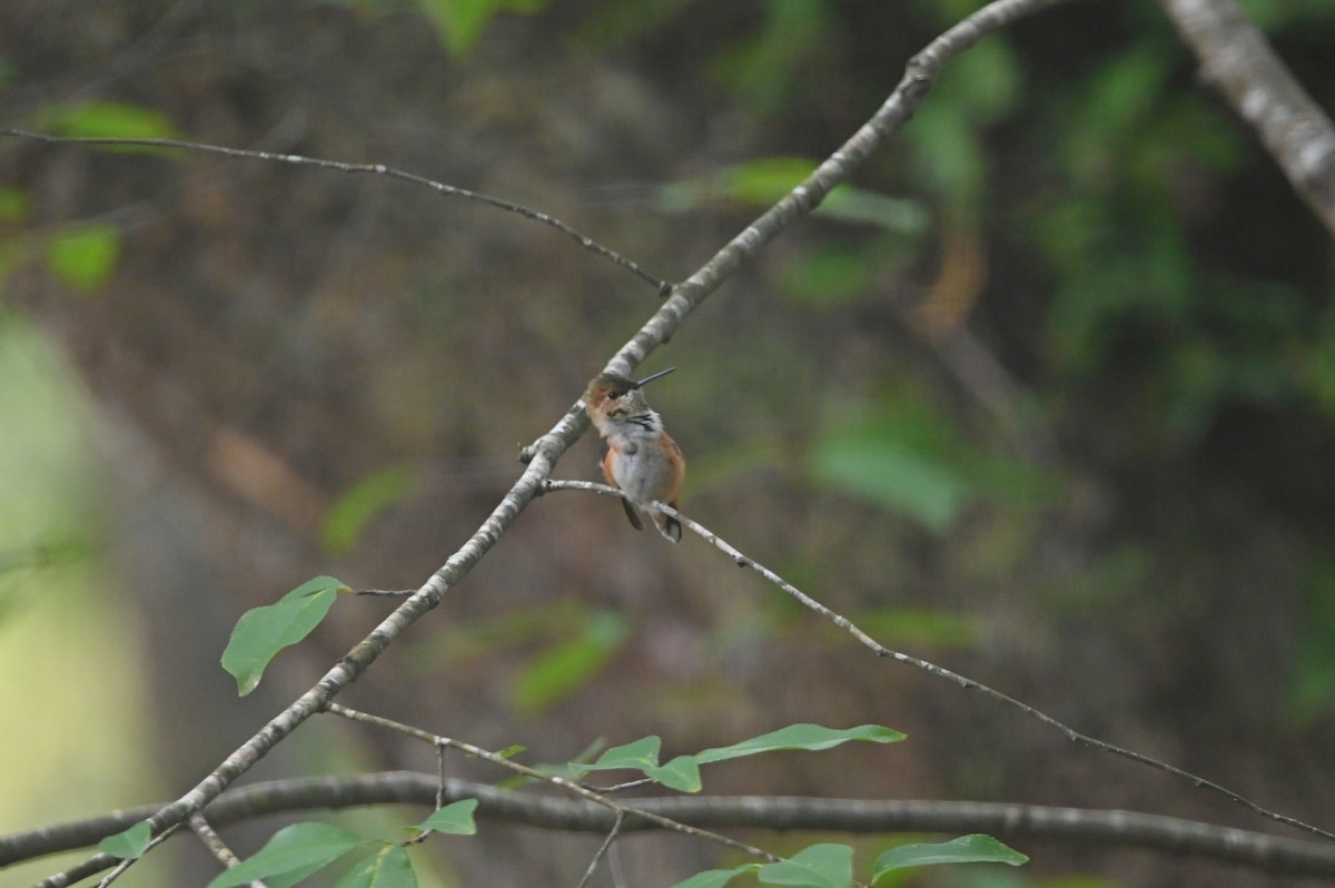 Rufous/Allen's Hummingbird - ML485594711