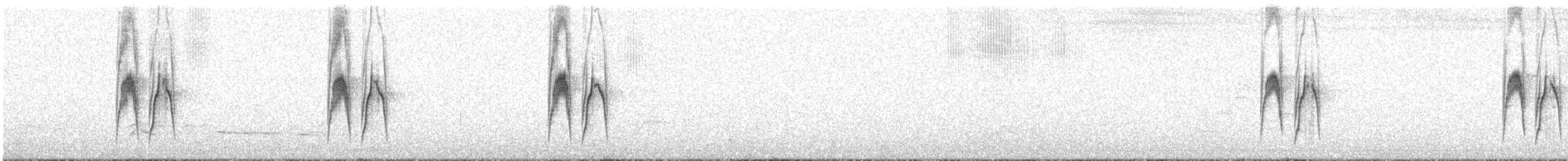 Weißbauch-Dickichtschlüpfer - ML485595621