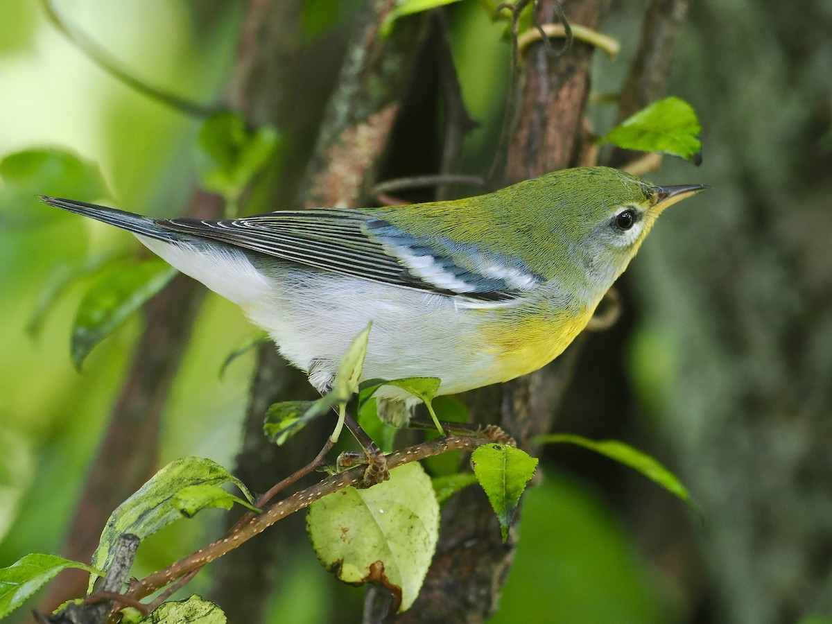 Kuzeyli Parula - ML485595631