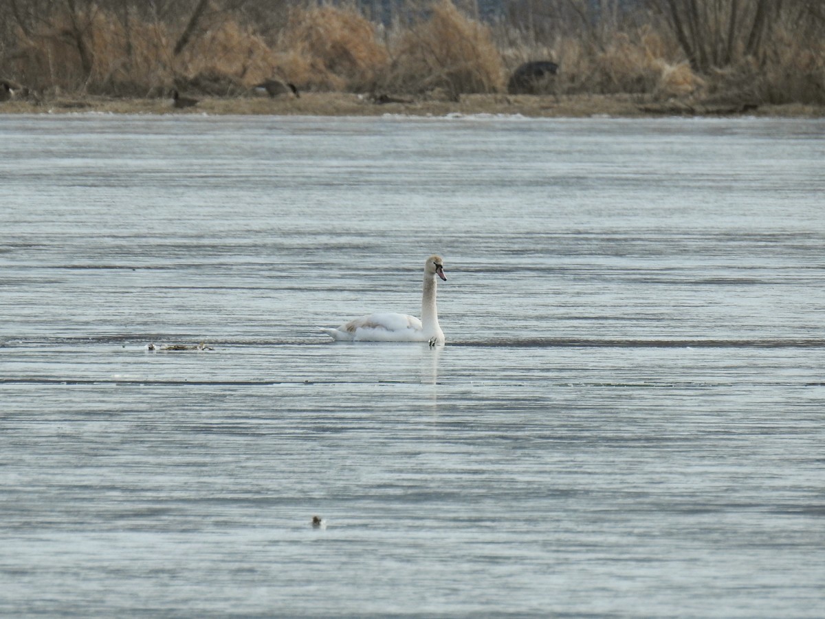 Mute Swan - ML48559851