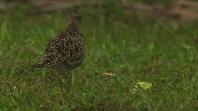 Pacific Golden-Plover - ML485599