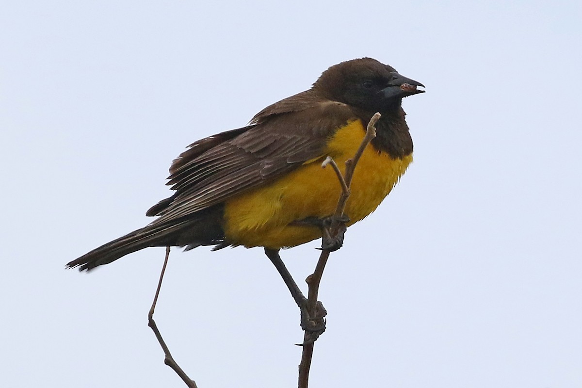 Yellow-rumped Marshbird - Phillip Edwards