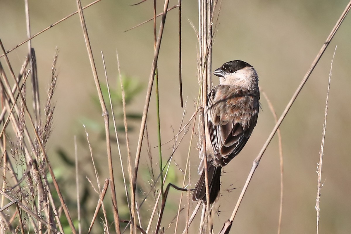 Pearly-bellied Seedeater - Phillip Edwards