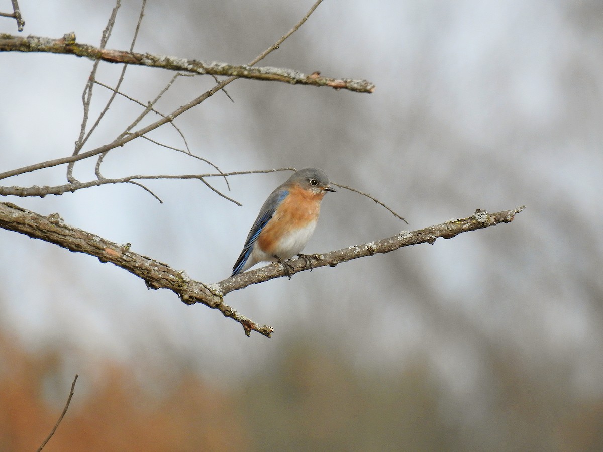 Eastern Bluebird - ML48559951