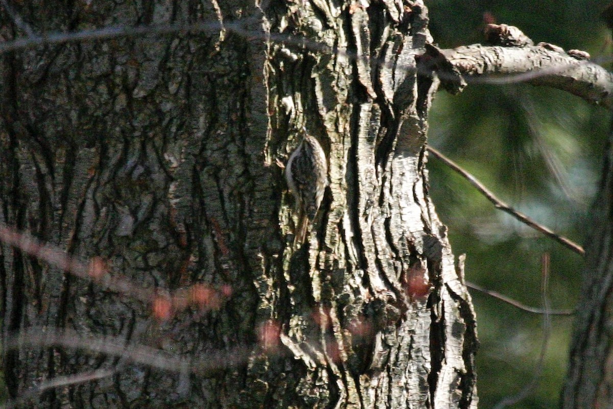 Brown Creeper - ML48559991