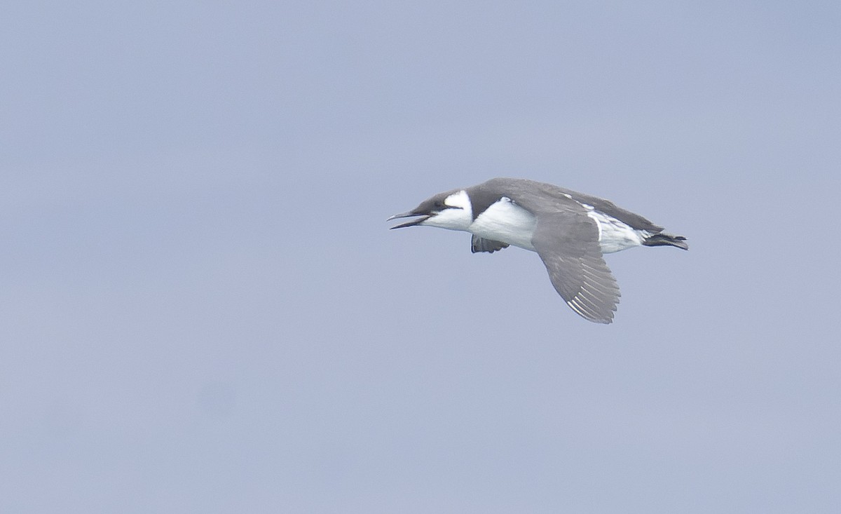 Common Murre - Marky Mutchler