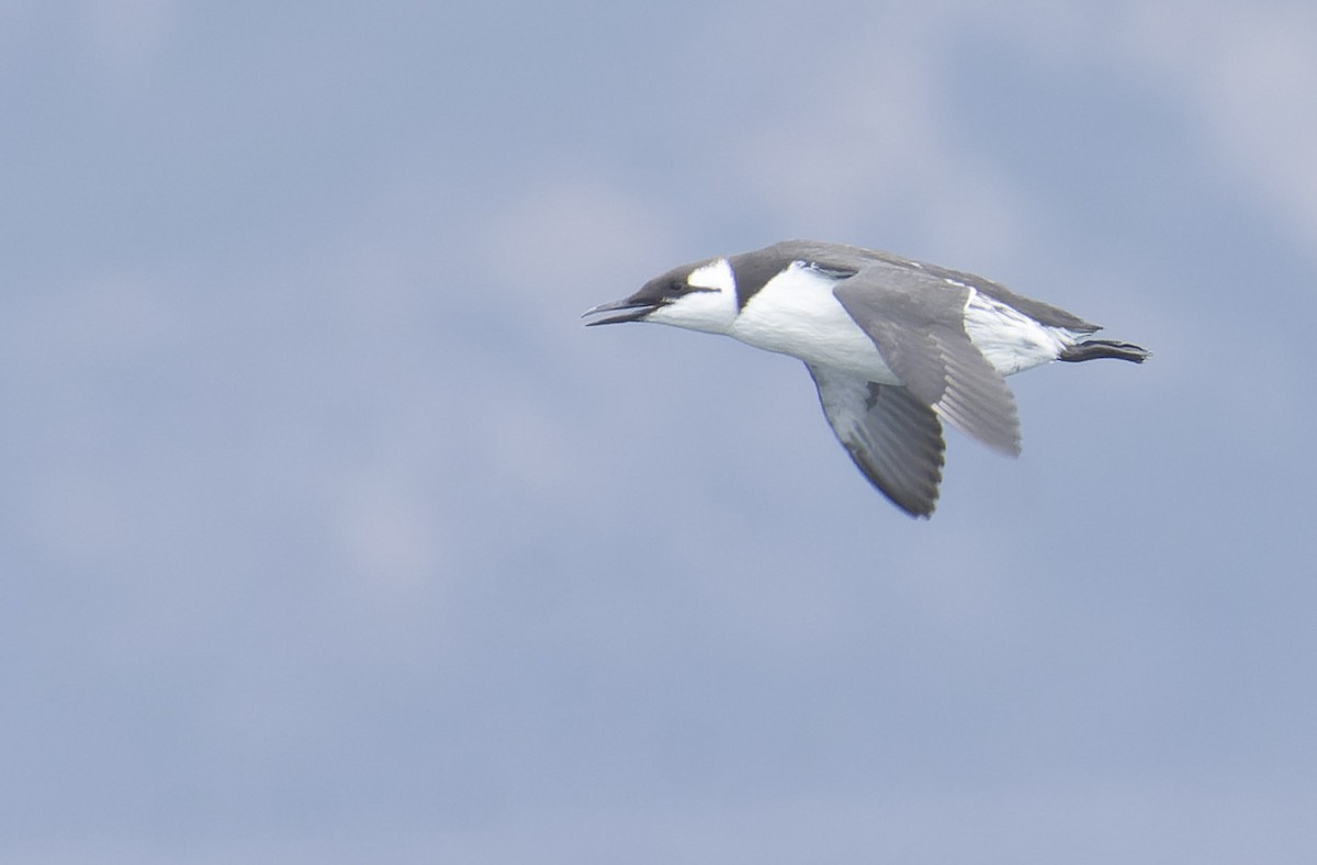 Common Murre - Marky Mutchler