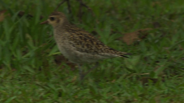 Pacific Golden-Plover - ML485601