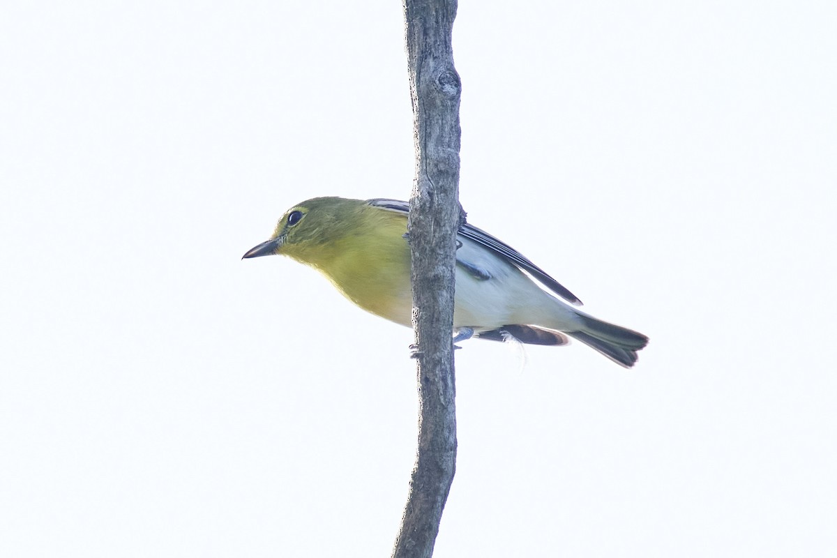 Yellow-throated Vireo - ML485601151