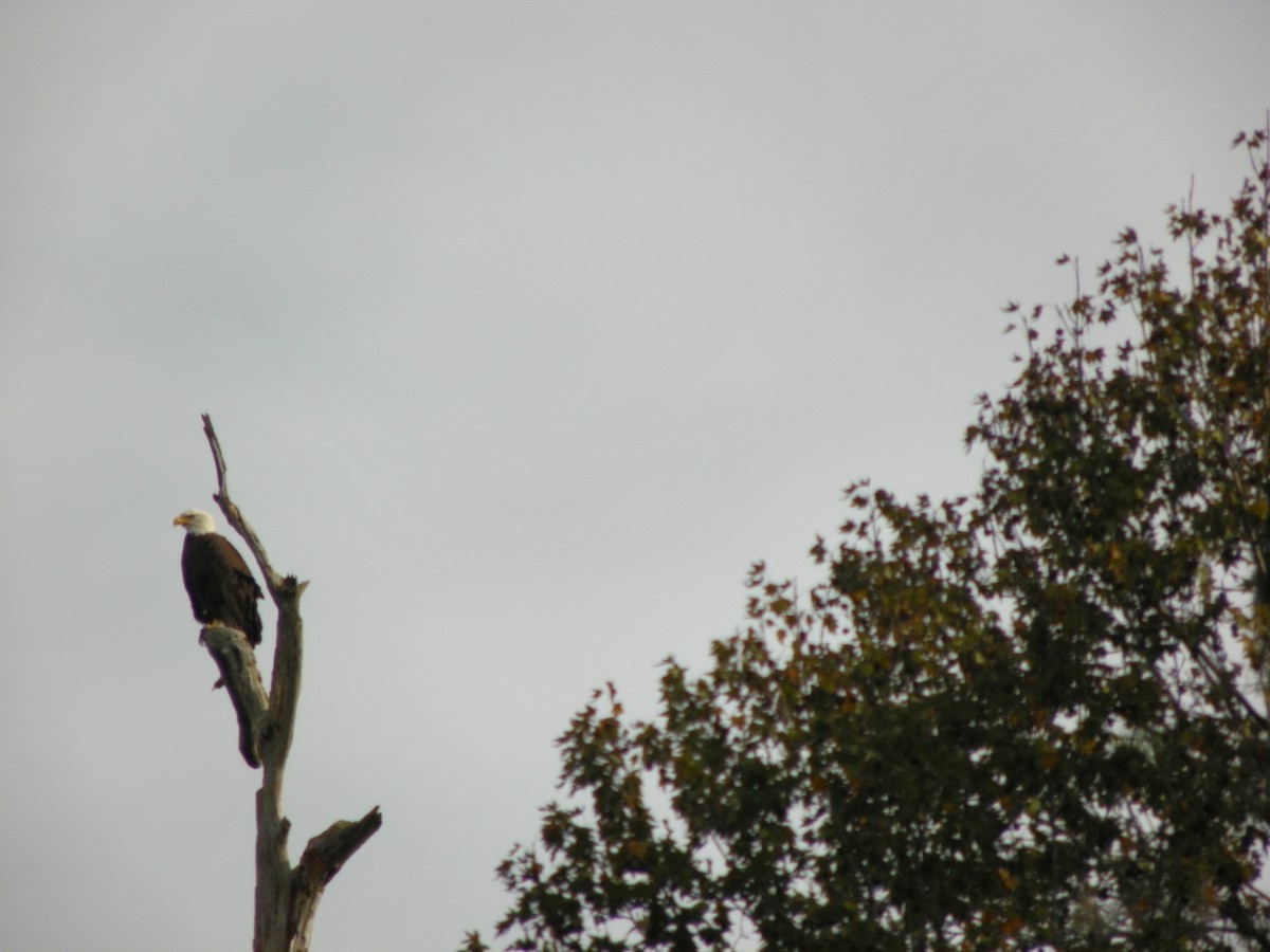 Weißkopf-Seeadler - ML48560161