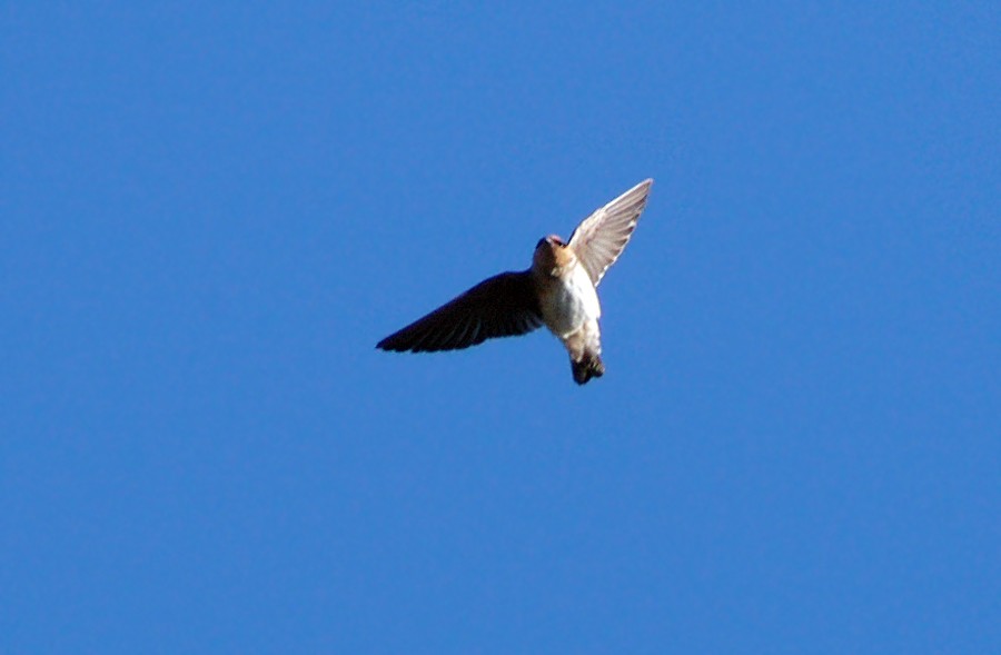 Golondrina Pueblera - ML48560291